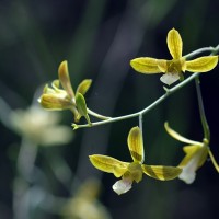 Eulophia epidendraea (J.Koenig ex Retz.) C.E.C.Fisch.